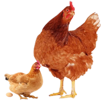 Layer Chicken
